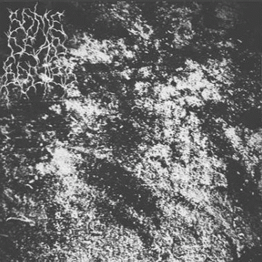 Some Dead Bodies : Some Dead Demos